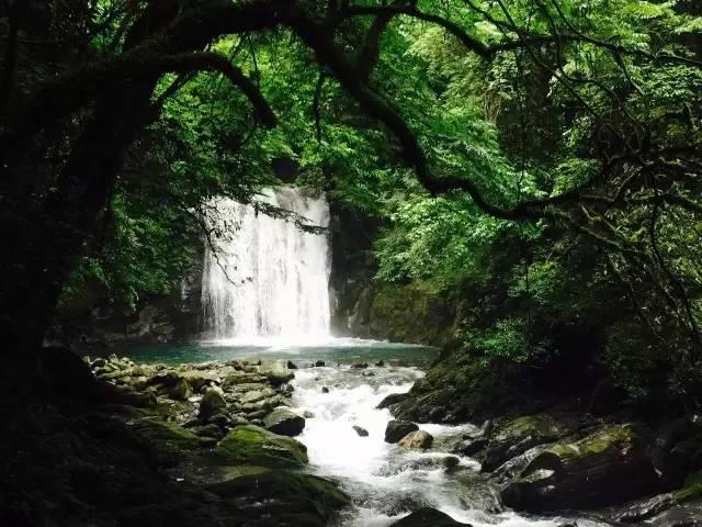 逃离野鸡森林